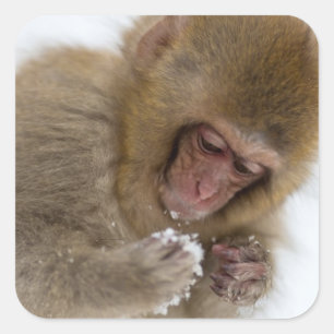 Baby Japans Macaque   Sneeuwaap Vierkante Sticker