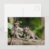 Baby Java-apen spelen op een tak Briefkaart (Voorkant / Achterkant)