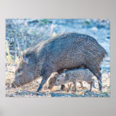 Baby Javelina Pigs en moeder in South Texas Poster (Voorkant)