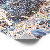 Baby Javelina Pigs en moeder in South Texas Poster (Hoek)