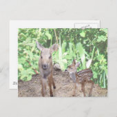 Baby kalf en vacht briefkaart (Voorkant / Achterkant)