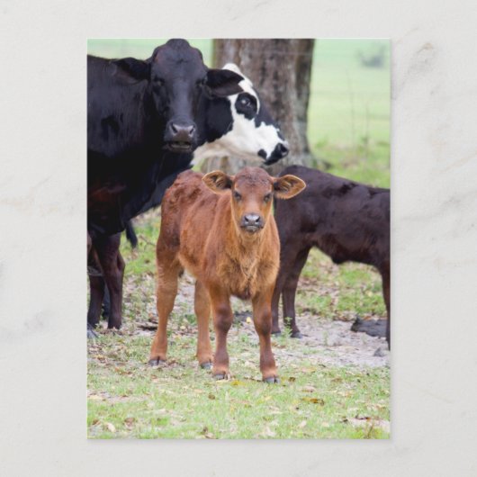 Baby kalf in de lente briefkaart (Voorkant)