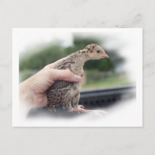 Baby kalkoenkuiken die met de hand worden vastgeho briefkaart