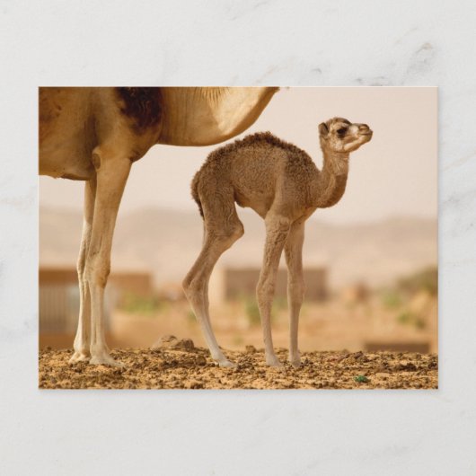 Baby Kameel Briefkaart (Voorkant)