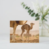 Baby Kameel Briefkaart (Staand voorkant)