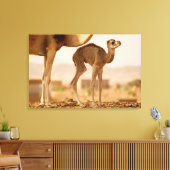 Baby Kameel Canvas Afdruk (Insitu (Woonkamer))
