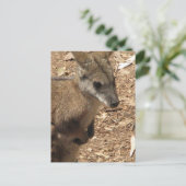 Baby Kangaroo Briefkaart (Staand voorkant)