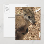 Baby Kangaroo Briefkaart (Voorkant / Achterkant)
