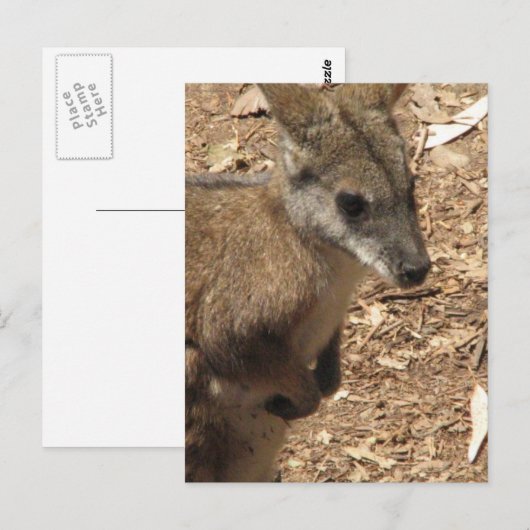 Baby Kangaroo Briefkaart (Voorkant / Achterkant)