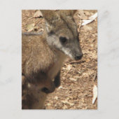 Baby Kangaroo Briefkaart (Voorkant)