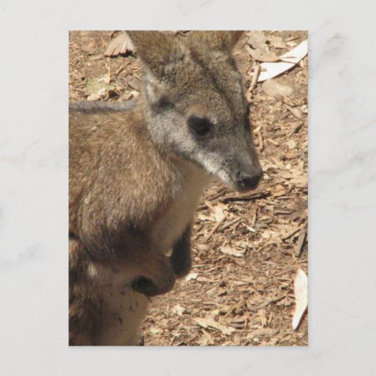 Baby Kangaroo Briefkaart (Voorkant)