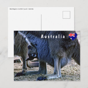 Baby kangaroo in de buidel van moeder - Australië Briefkaart