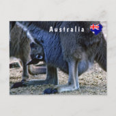 Baby kangaroo in de buidel van moeder - Australië Briefkaart (Voorkant)