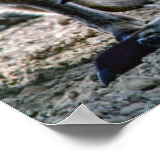 Baby kangaroo in de buidel van moeder - Australië Poster (Hoek)