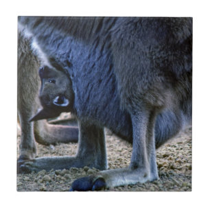 Baby kangaroo in de buidel van moeder - Australië Tegeltje