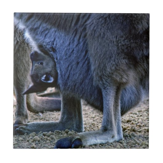 Baby kangaroo in de buidel van moeder - Australië Tegeltje (Voorkant)