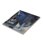 Baby kangaroo in de buidel van moeder - Australië Tegeltje (Zijkant)