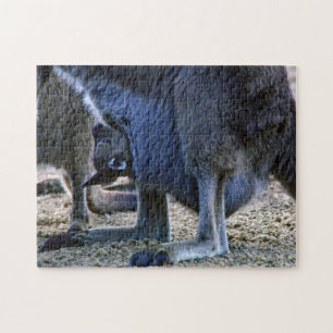 Baby kangaroo in moeders buik - Australië Legpuzzel