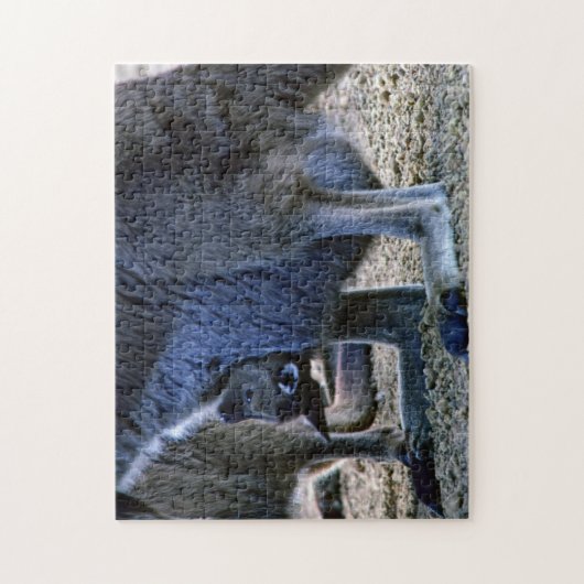 Baby kangaroo in moeders buik - Australië Legpuzzel (Verticaal)