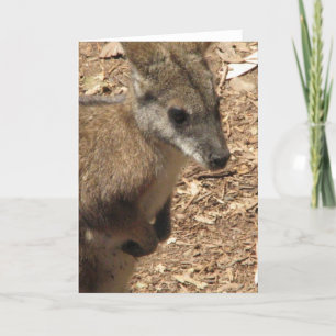 Baby Kangaroo Wenskaart Kaart