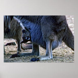 Baby kangoeroe in moeders buidel - Australië Poster