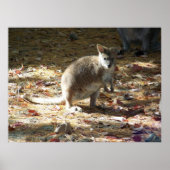 baby kangoeroe poster (Voorkant)