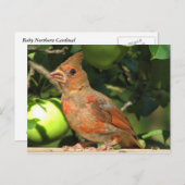 Baby kardinaal briefkaart (Voorkant / Achterkant)