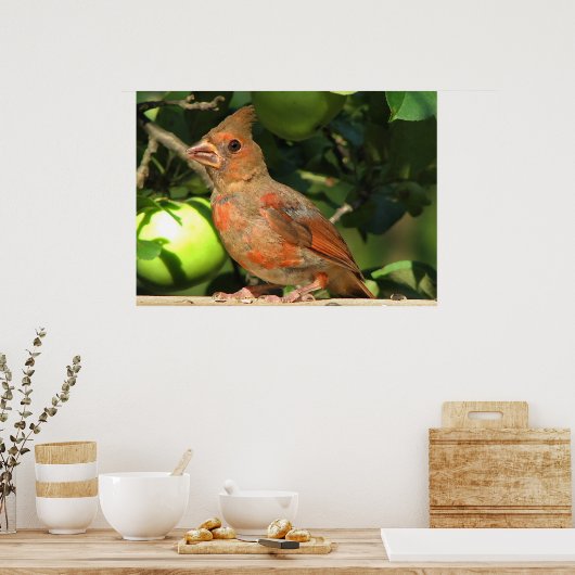 Baby kardinaal poster (Keuken)