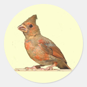 Baby kardinaal ronde sticker
