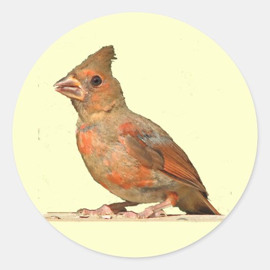 Baby kardinaal ronde sticker (Voorkant)
