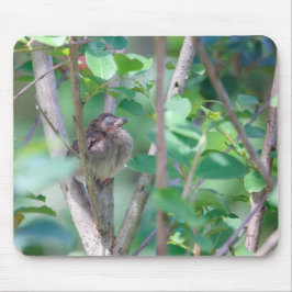 Baby Kardinaal Slapen Muismat