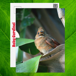 Baby Kardinaal Wilde Natuur Schattige Fotografie Briefkaart