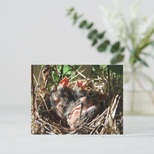 Baby Kardinalen met open moerassen Briefkaart (Staand voorkant)