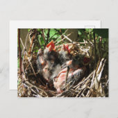 Baby Kardinalen met open moerassen Briefkaart (Voorkant / Achterkant)