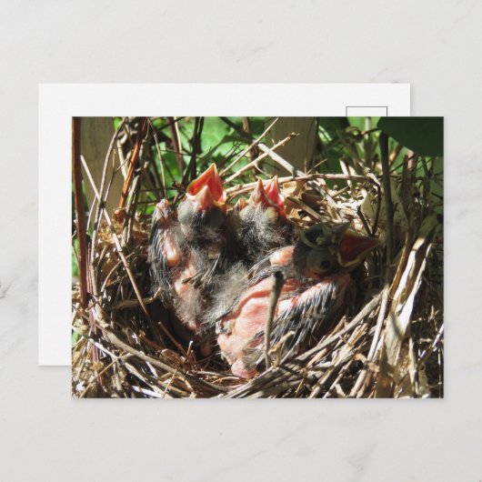 Baby Kardinalen met open moerassen Briefkaart (Voorkant / Achterkant)