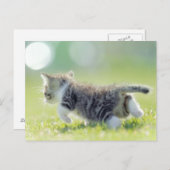 Baby kat op grasveld. briefkaart (Voorkant / Achterkant)