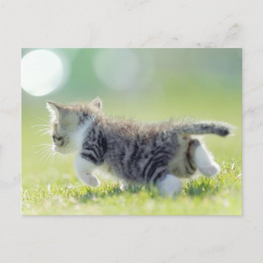 Baby kat op grasveld. briefkaart (Voorkant)