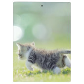 Baby kat op grasveld. klembord (Achterkant)