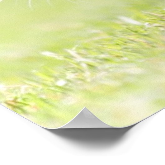 Baby kat op grasveld. poster (Hoek)