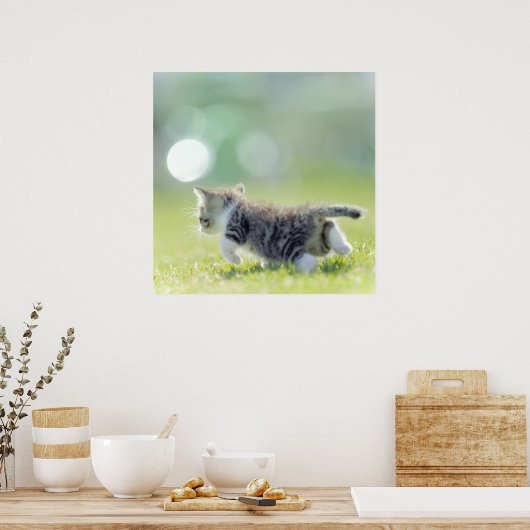 Baby kat op grasveld. poster (Keuken)