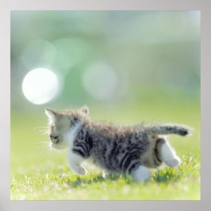 Baby kat op grasveld. poster