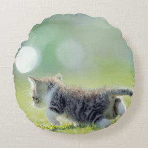Baby kat op grasveld. rond kussen