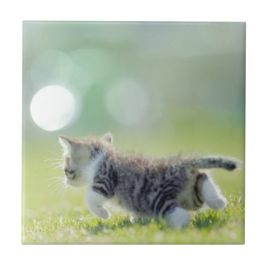 Baby kat op grasveld. tegeltje (Voorkant)