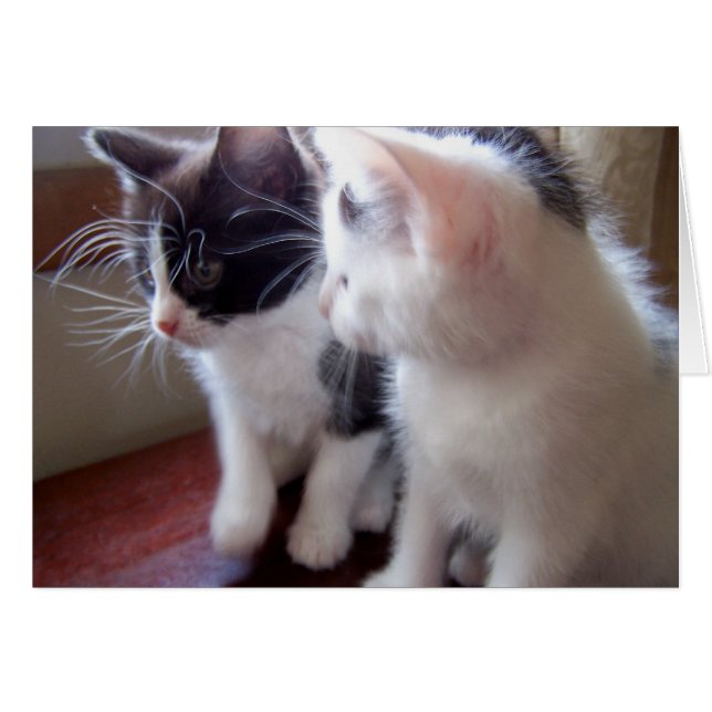 baby katten (Voorkant Horizontaal)