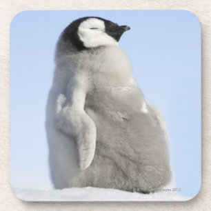 Baby keizer Penguin, Snow Hill Island Bier Onderzetter