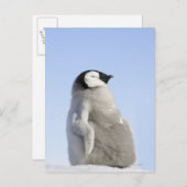 Baby keizer Penguin, Snow Hill Island Briefkaart (Voorkant / Achterkant)
