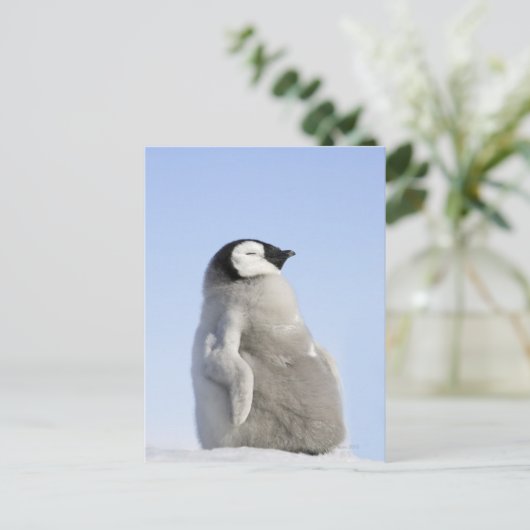 Baby keizer Penguin, Snow Hill Island Briefkaart (Staand voorkant)