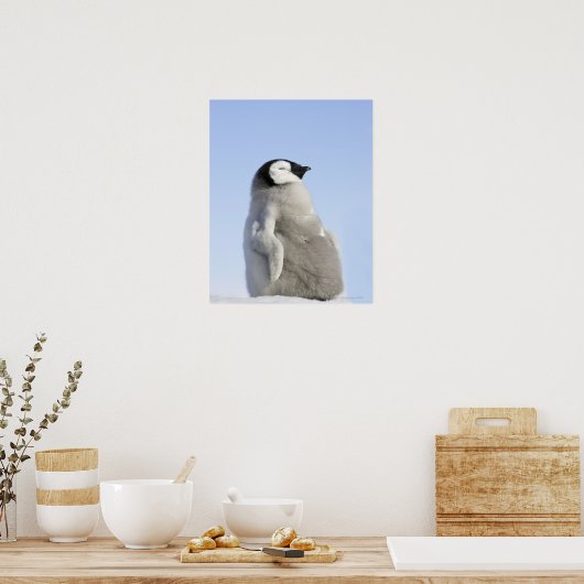 Baby keizer Penguin, Snow Hill Island Poster (Keuken)