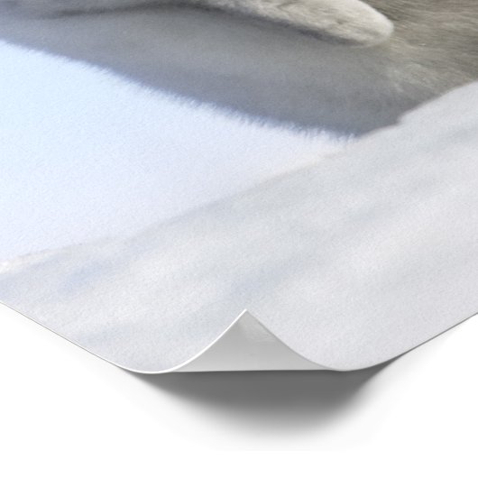 Baby keizer Penguin, Snow Hill Island Poster (Hoek)