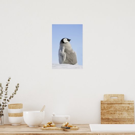 Baby keizer Penguin, Snow Hill Island Poster (Keuken)